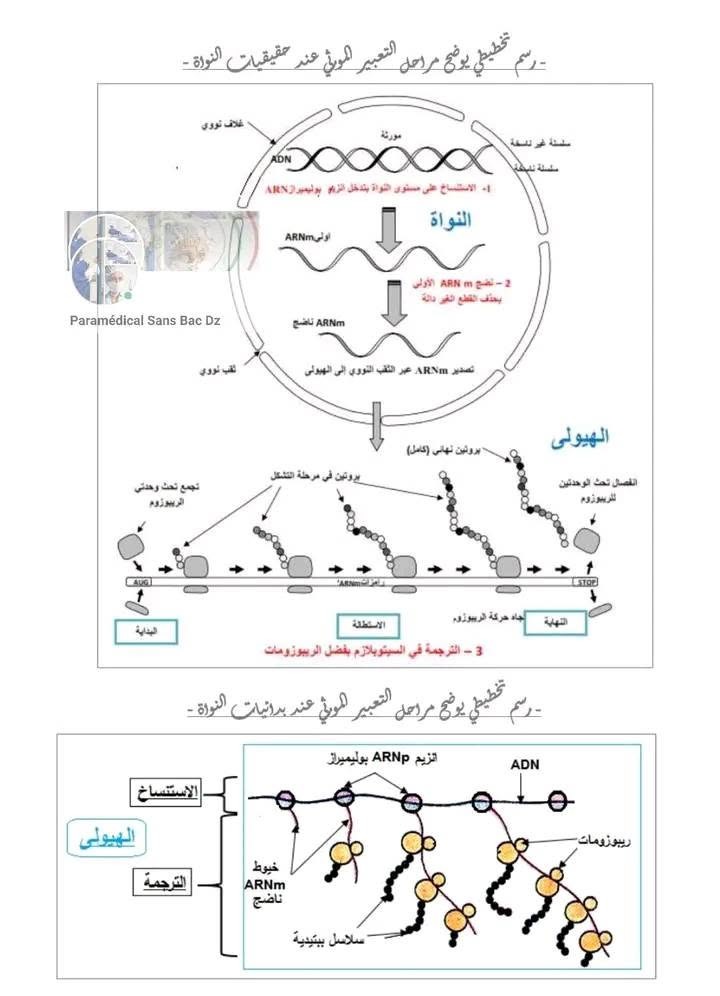 الوحدة 01: تركيب البروتين — مراحل التعبير المورثي عند حقيقيات وبدائيات النواة